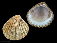 Pleuromeris zelandica