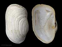 Panopea smithae