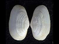 Parilimya neozelanica