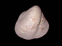 Halicardia maoria