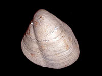 Halicardia maoria