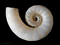 Spirula spirula