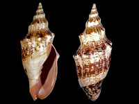 Alcithoe seelyeorum