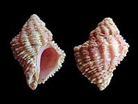 Coralliophila bulbiformis