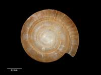 Allodiscus absidatus