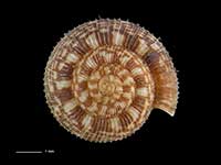 Allodiscus camelinus