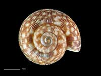 Allodiscus goulstonei