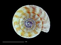 Allodiscus hazelwoodi