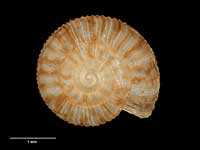 Allodiscus laganus