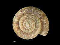 Allodiscus mahlfeldae