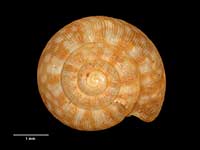 Allodiscus morioria