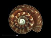 Allodiscus occidaneus