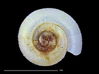 Allodiscus pallidus