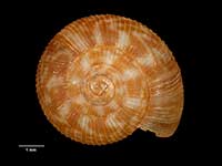 Allodiscus pumilus