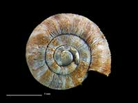 Allodiscus tawhiti