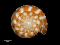 Allodiscus worthyi