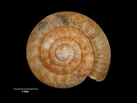 Allodiscus yaldwyni