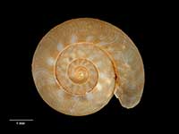 Canallodiscus karamea