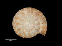 Costallodiscus kaikoura