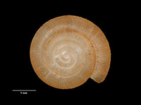 Costallodiscus parrishi