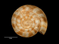 Granallodiscus mayhillae