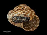 Phenacohelix mahlfeldae