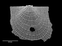 Cyclochlamys munida