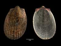 Limatula acherontis