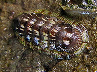 Sypharochiton sinclairi