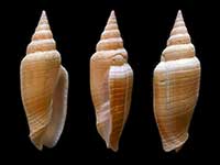 Imbricaria cernohorskyi