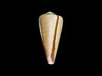 Conus coelinae