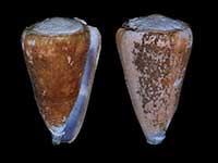 Conus flavidus