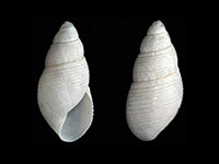 Leucotina casta