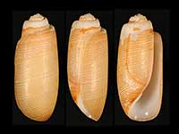 Acteocina decorata