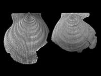 Hyalopecten hadalis