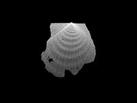 Ciclopecten fluctuatus