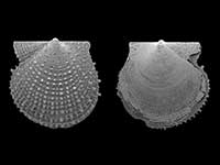 Cyclopecten horridus