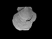 Cyclopecten kermadecensis