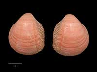 Nemocardium enigmaticum