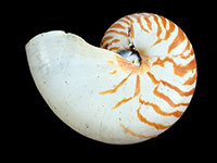 Nautilus pompilius