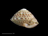 Laoma nerissa