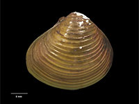 Corbicula sp.